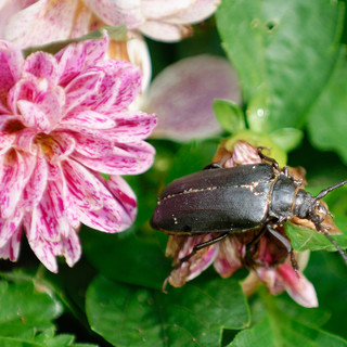 Chrząszcz Dyląż garbarz (Prionus coriarius)