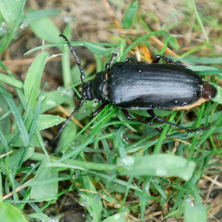 Chrząszcz Dyląż garbarz (Prionus coriarius)