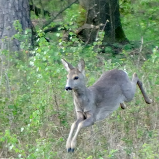 Sarna (Capreolus capreolus)