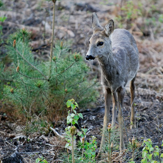 Sarna (Capreolus capreolus)