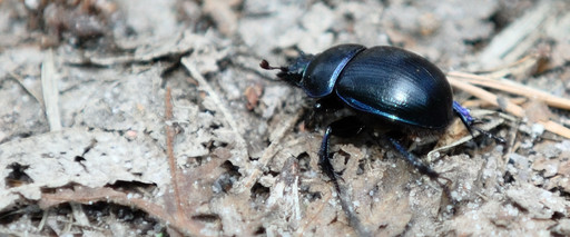 Żuk wiosenny (Geotrupes vernalis)