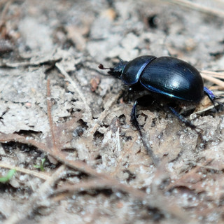 Żuk wiosenny (Geotrupes vernalis)