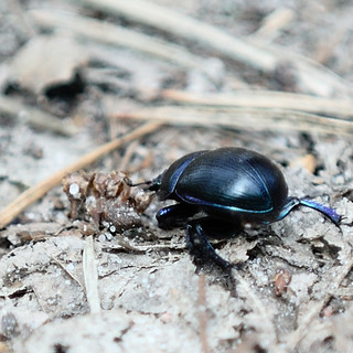 Żuk wiosenny (Geotrupes vernalis)