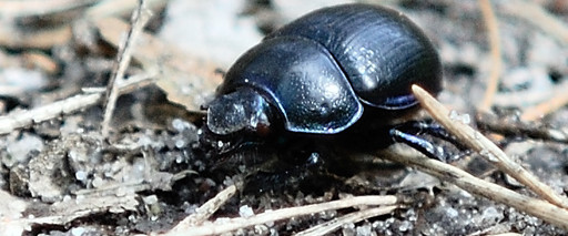 Żuk wiosenny (Geotrupes vernalis)