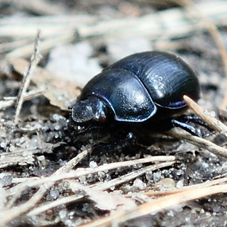 Żuk wiosenny (Geotrupes vernalis)