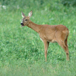 Sarna (Capreolus capreolus)