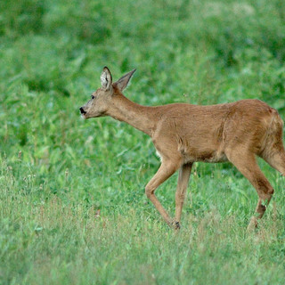 Sarna (Capreolus capreolus)