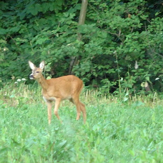 Sarna (Capreolus capreolus)